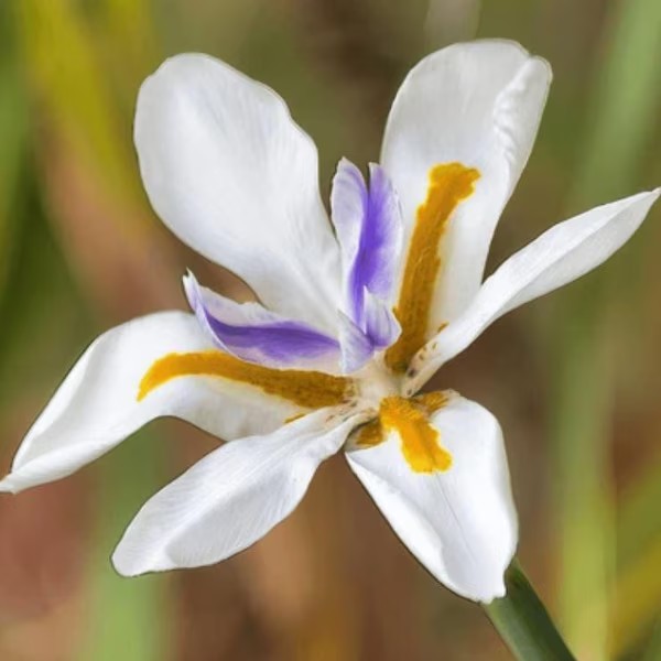 African Iris White Flower Perennial