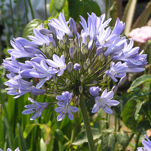 Agapanthus Blue 'Africans' Plant
