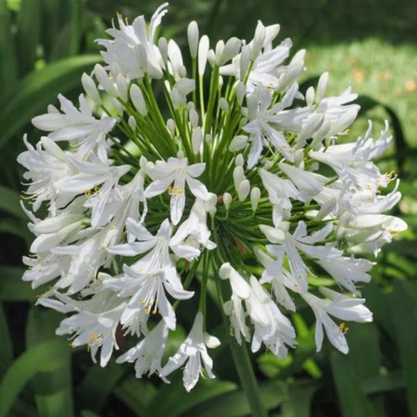 Agapanthus White 'Getty' Plant