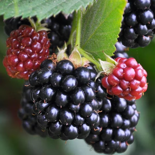 Apache Blackberry Plant | Delicious Sweet Berries