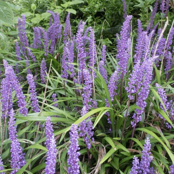 Big Blue Liriope Plant | Evergreen Groundcover