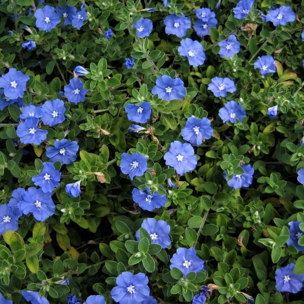 Blue Daze Tropical Shrub | Bright Blue Blooms