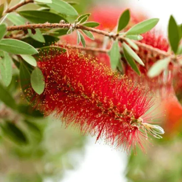 Bottlebrush Red Cluster | Red Blooming Evergreen