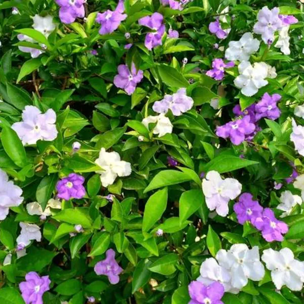 Brunfelsia 'YTT' Yesterday, Today and Tomorrow