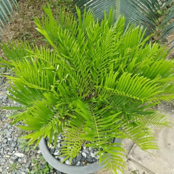 Coontie Palm Plant | Exotic Evergreen Cycad