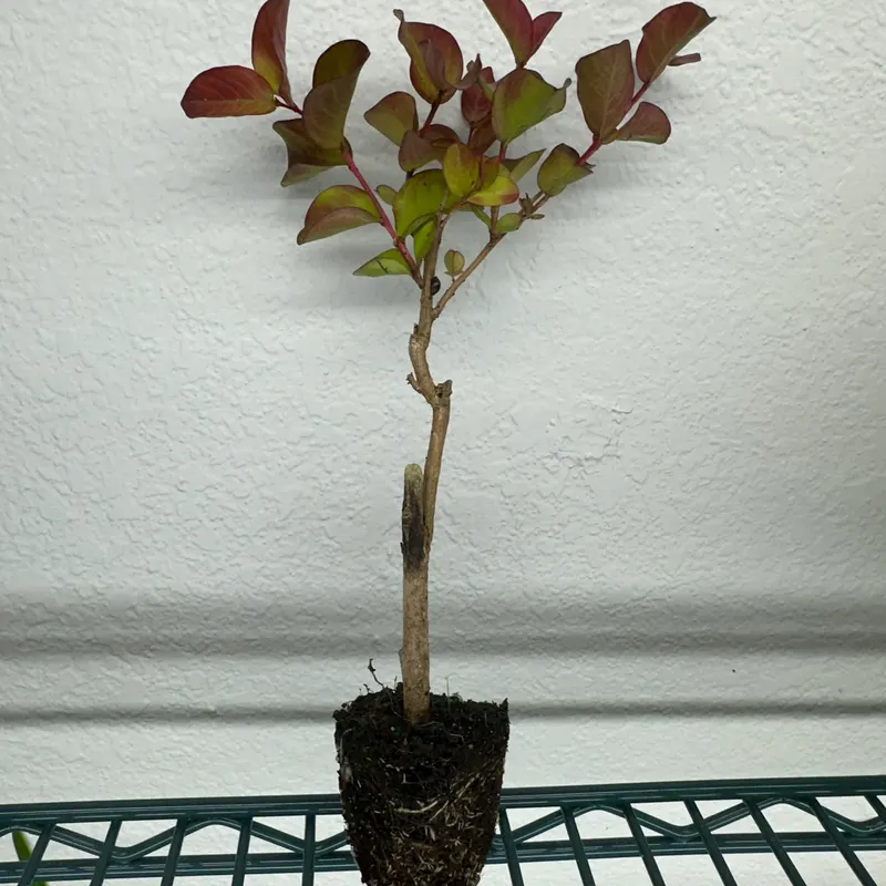 Crape Myrtle Seedling (Red Flush)