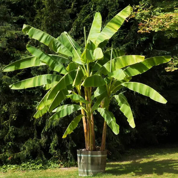 Dwarf Cavendish Banana Plant | Musa