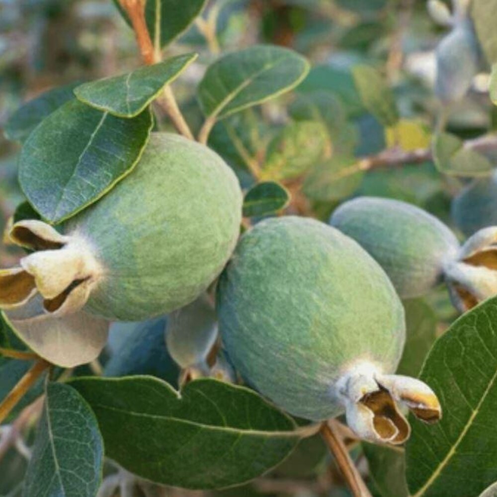 Feijoa (Pineapple Guava)