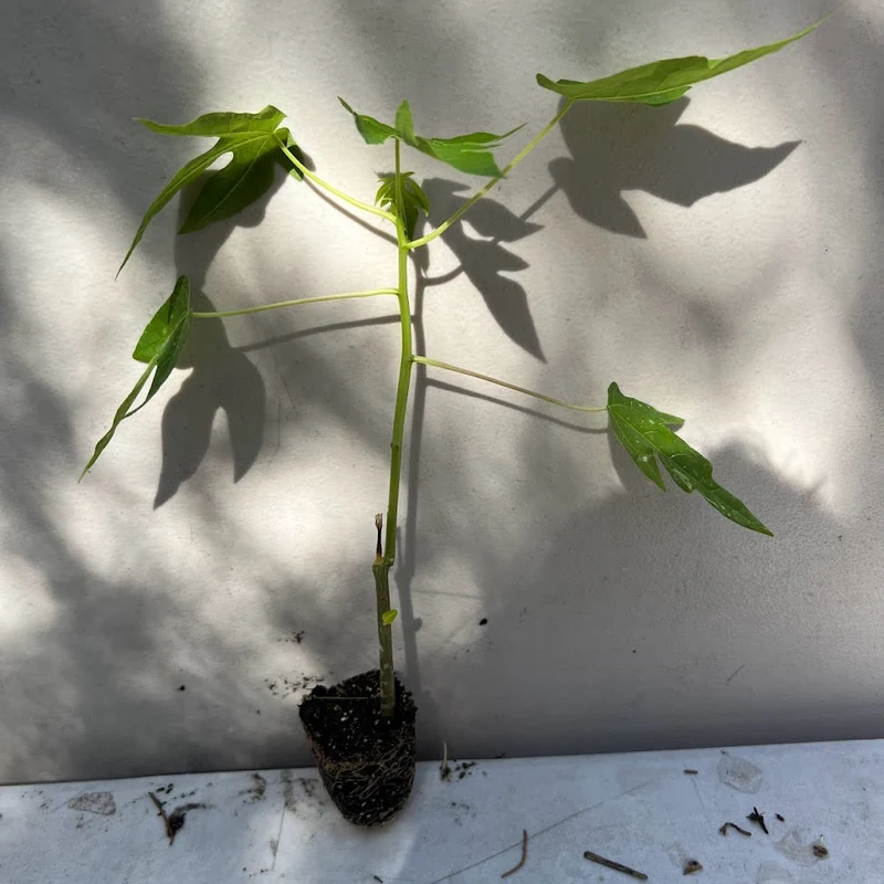 Fig Tree Starter Plug