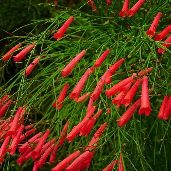 Firecracker Red Plant | Scarlet Flowers