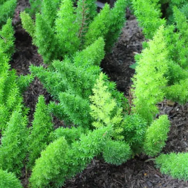 Foxtail Fern 'Myers' | Spring Blooms