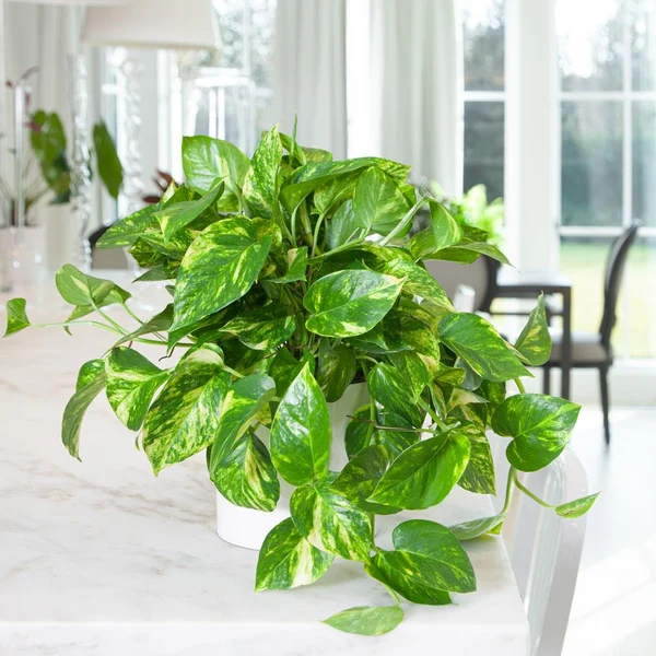 Golden Pothos 'Devil's Ivy' Epipremnum