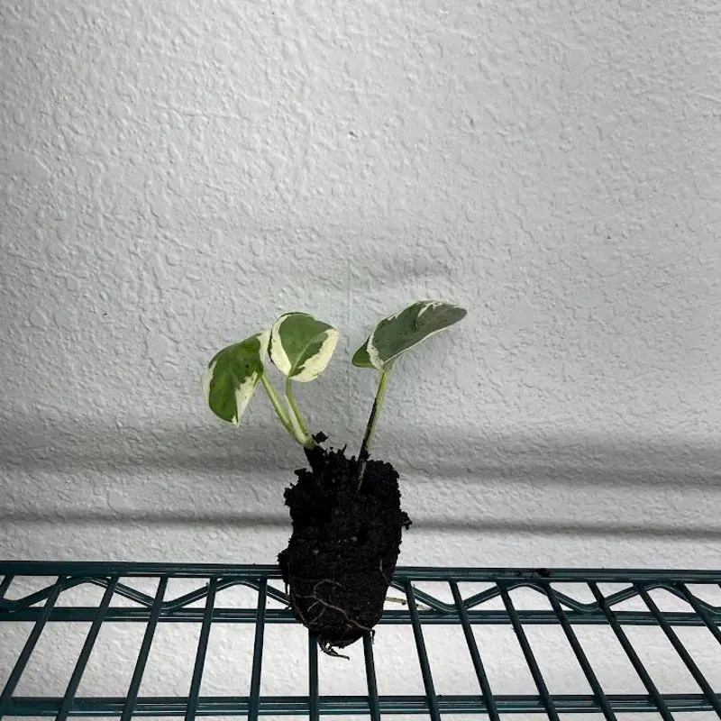 Green Leaf Sapling Plug