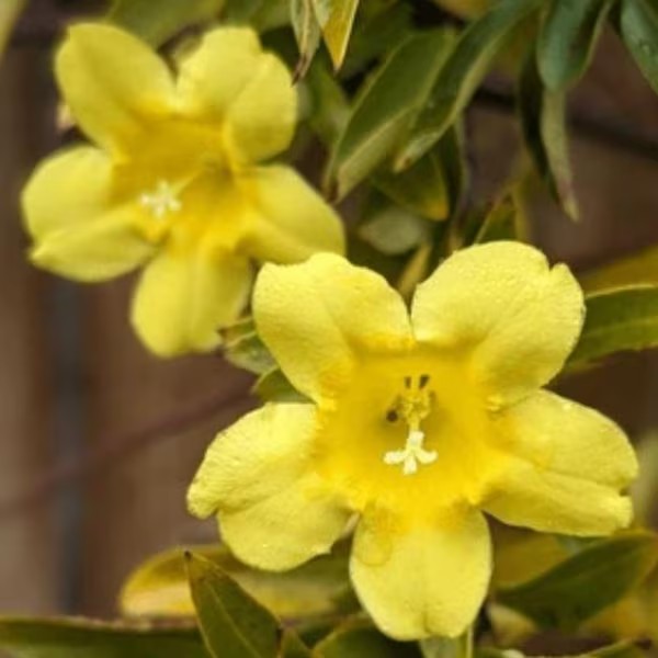 Jasmine Carolina Yellow | Fragrant Blooms