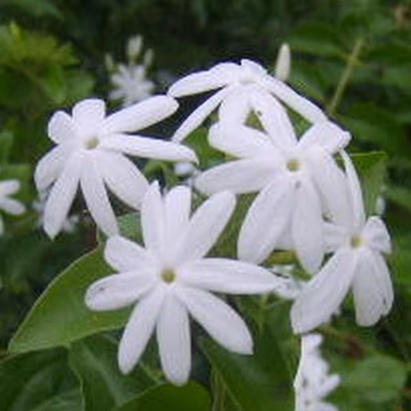 Jasmine Downy Shrub | Flowering White