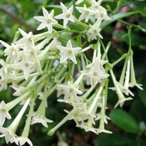 Jasmine Night Blooming Border Shrub