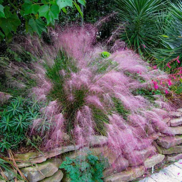 Muhly Grass Border Plant | Pink Blooms