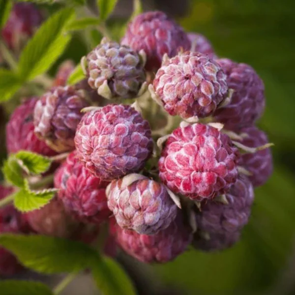 Mysore Raspberry Plant | Rubus Niveus