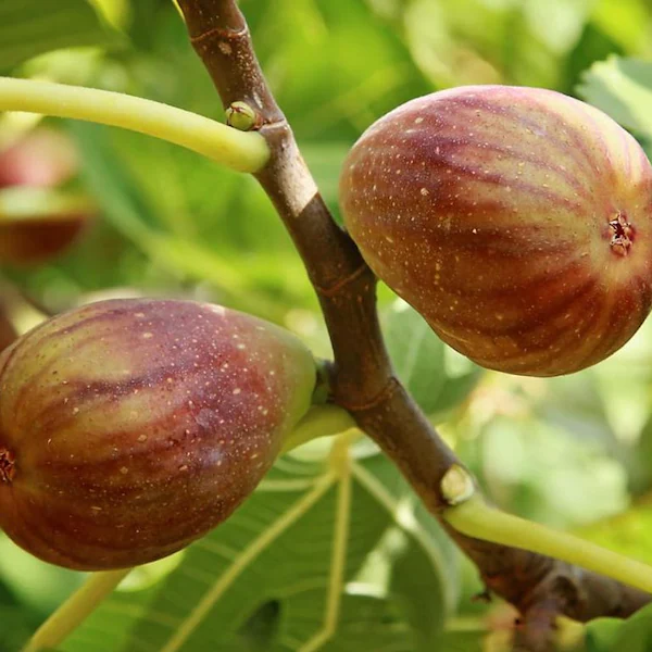 Olympian Fig Tree | Cold Hardy