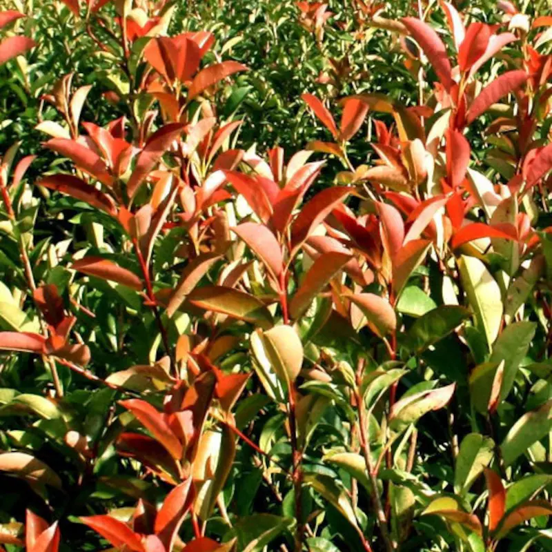 Photinia Red Tip Shrub | Evergreen Hedge