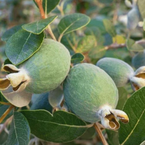 Pineapple Guava Plant | Edible Flowers & Fruit