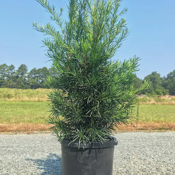 Podocarpus Macrophyllus Plant | Evergreen