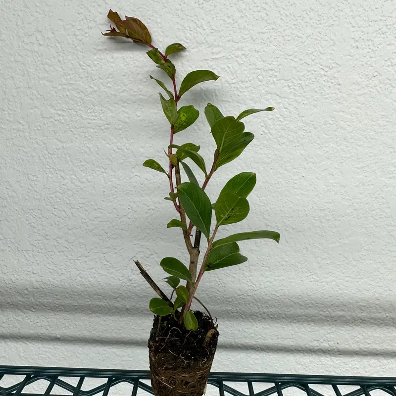 Pothos N'Joy Cutting Plug