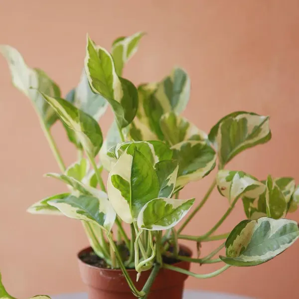 Pothos 'Pearls and Jade' Epipremnum