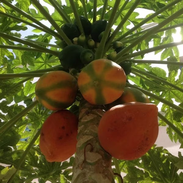 Red Lady Papaya Plant | High Yield