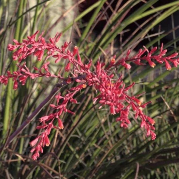 Red Yucca Hesperaloe Parviflora