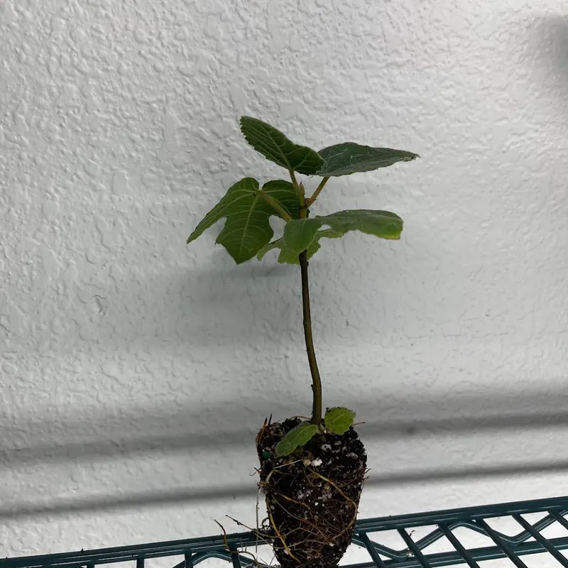 Red Tip Sapling (Sunlit)
