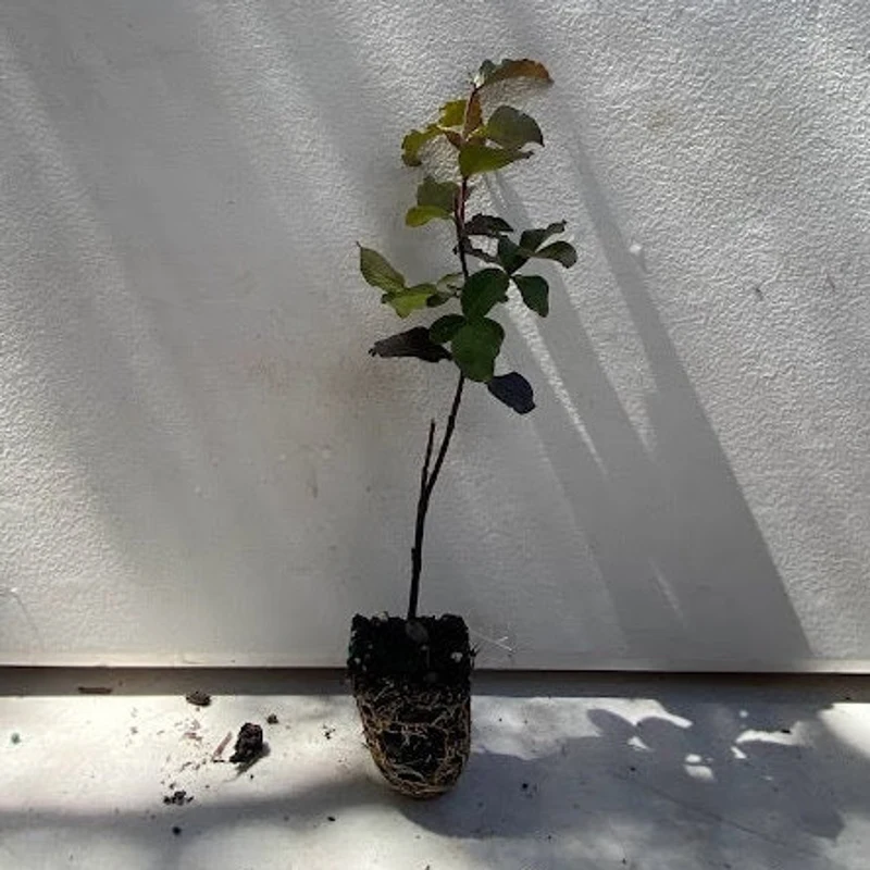 Red Tip Photinia (Tall Plug)