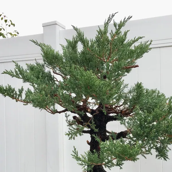 San Jose Juniper Bonsai Tree | Evergreen