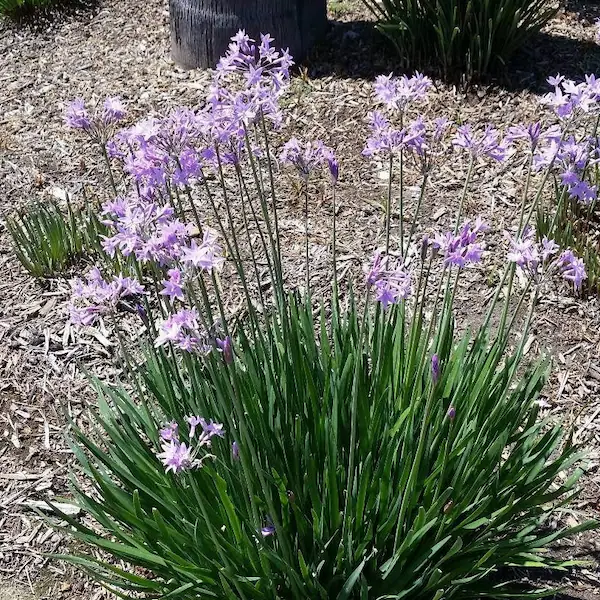Society Garlic Plant | Lilac Pink Flower