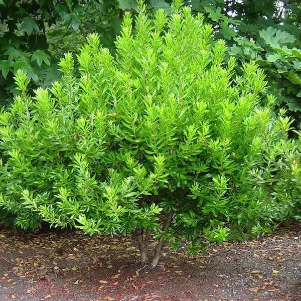 Wax Myrtle | Evergreen Shrub, Privacy Hedge